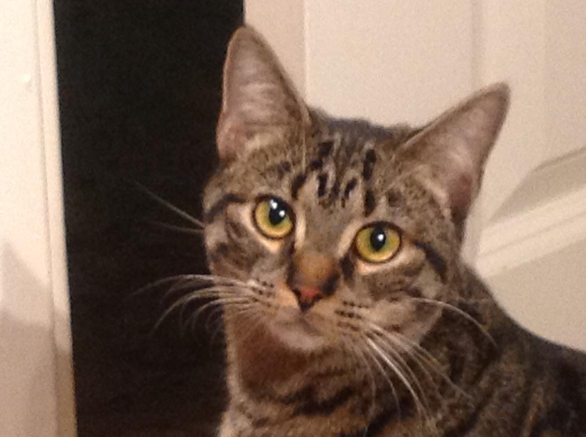 Huskat Miv - smukke Miv billede 1