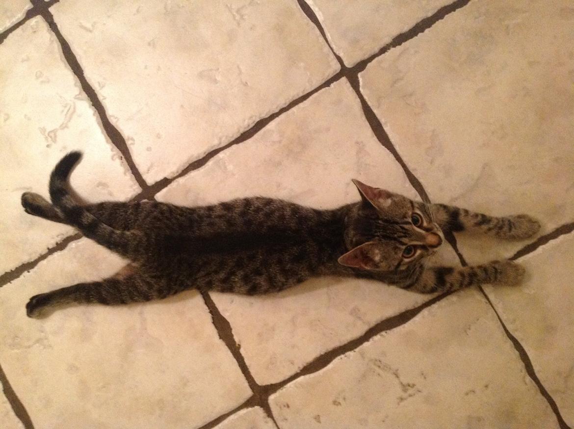 Huskat Miv - Ja jeg ved det godt..... jeg er lidt underlig :p billede 2