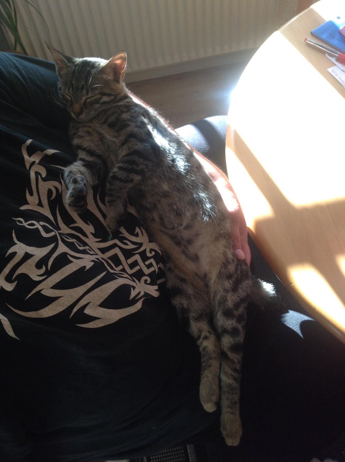 Huskat Miv - Uhmmm putte hos moar det er det bedste. billede 3