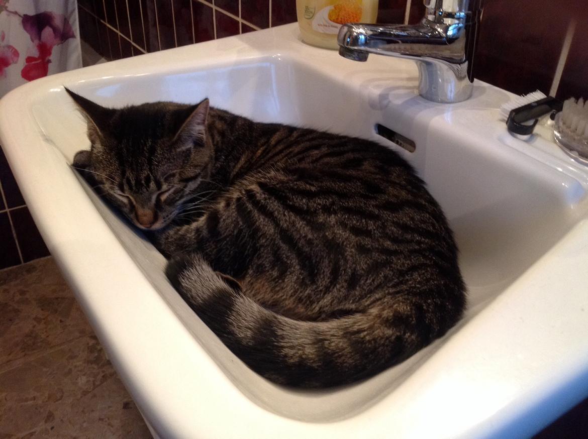 Huskat Miv - Ja hvilken kat kan ikke finde på at putte her?  billede 4