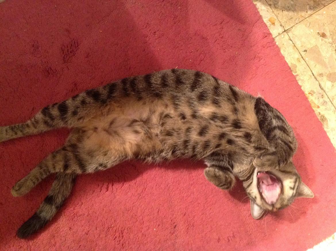 Huskat Miv - årrrrrh det er altså lidt hårdt at ligge her på måtten med alt det gulv varme under...... zzzz billede 5