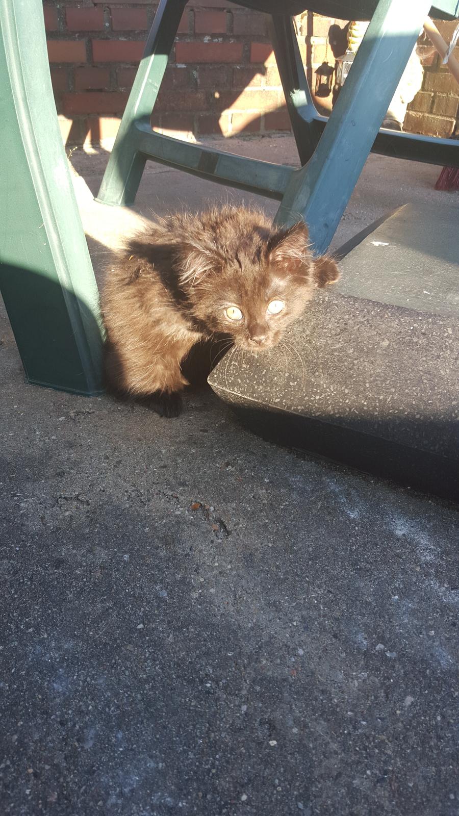 Blanding af racer Maggie  billede 1