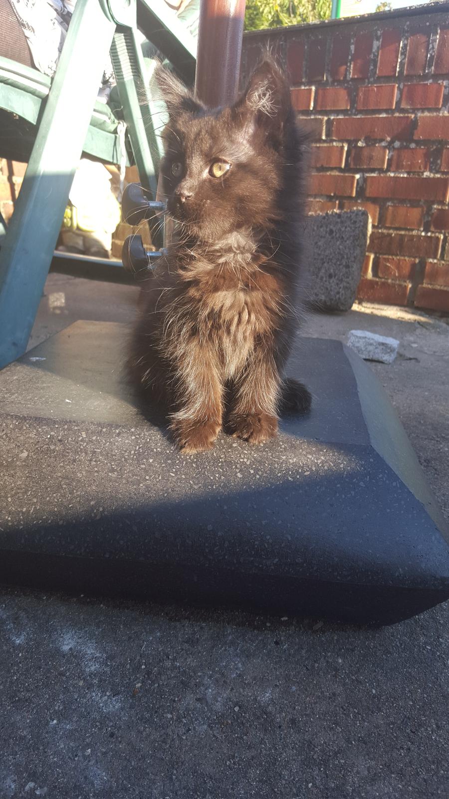 Blanding af racer Maggie  billede 2