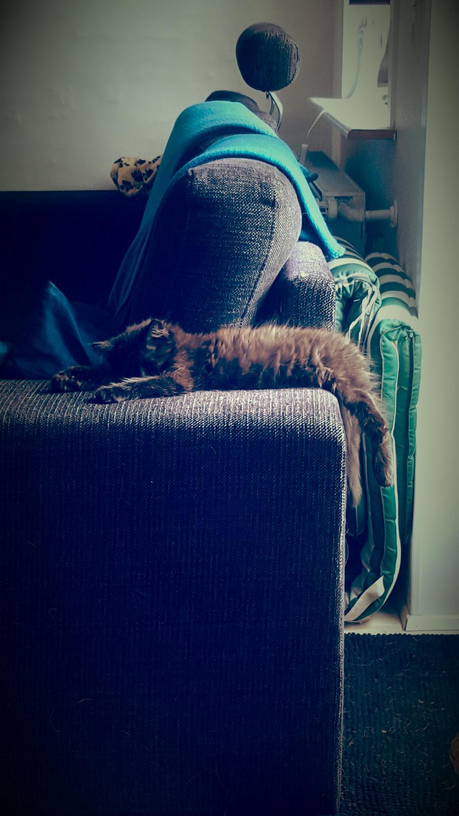 Blanding af racer Maggie  billede 3