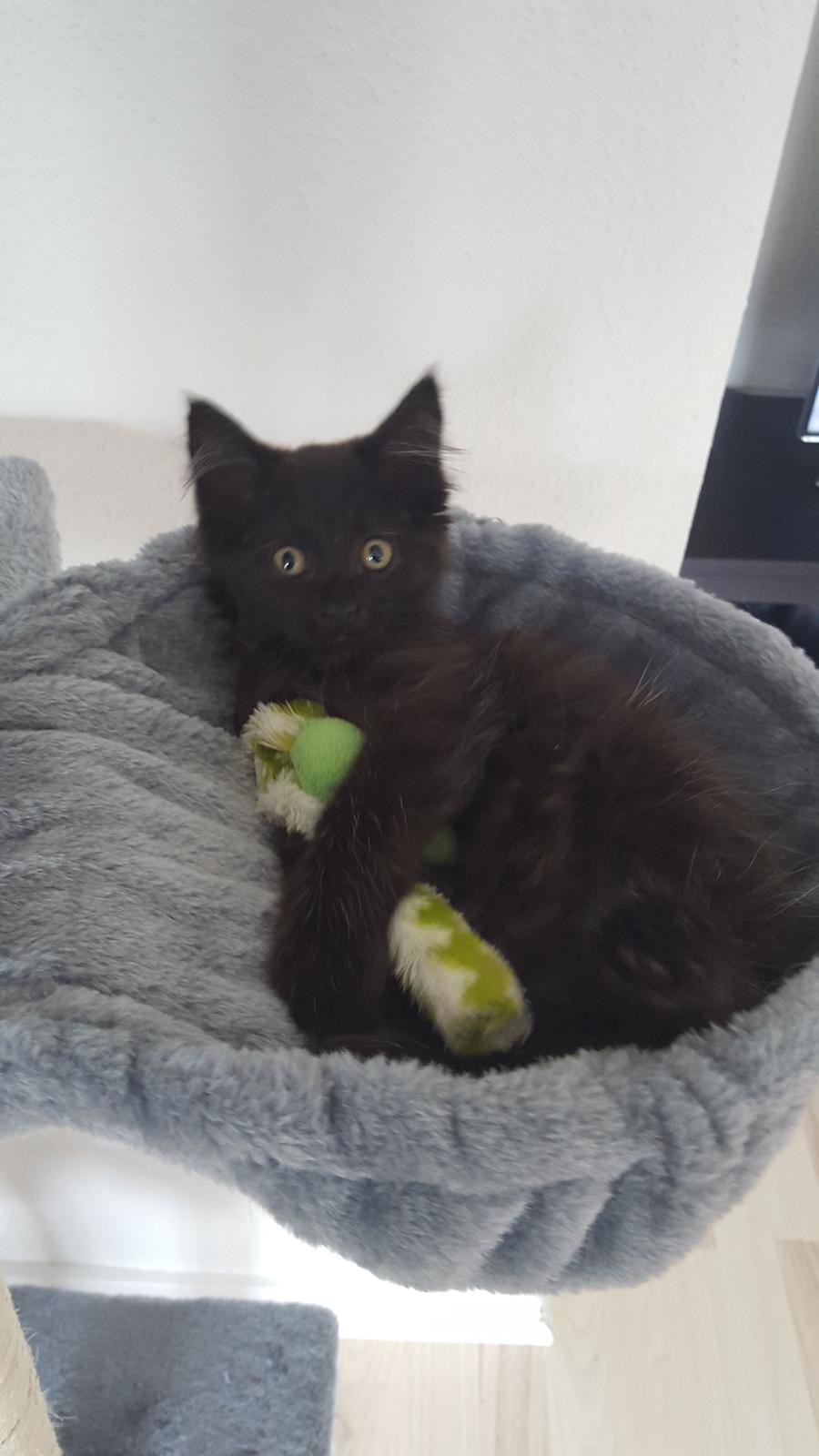 Blanding af racer Maggie  billede 4