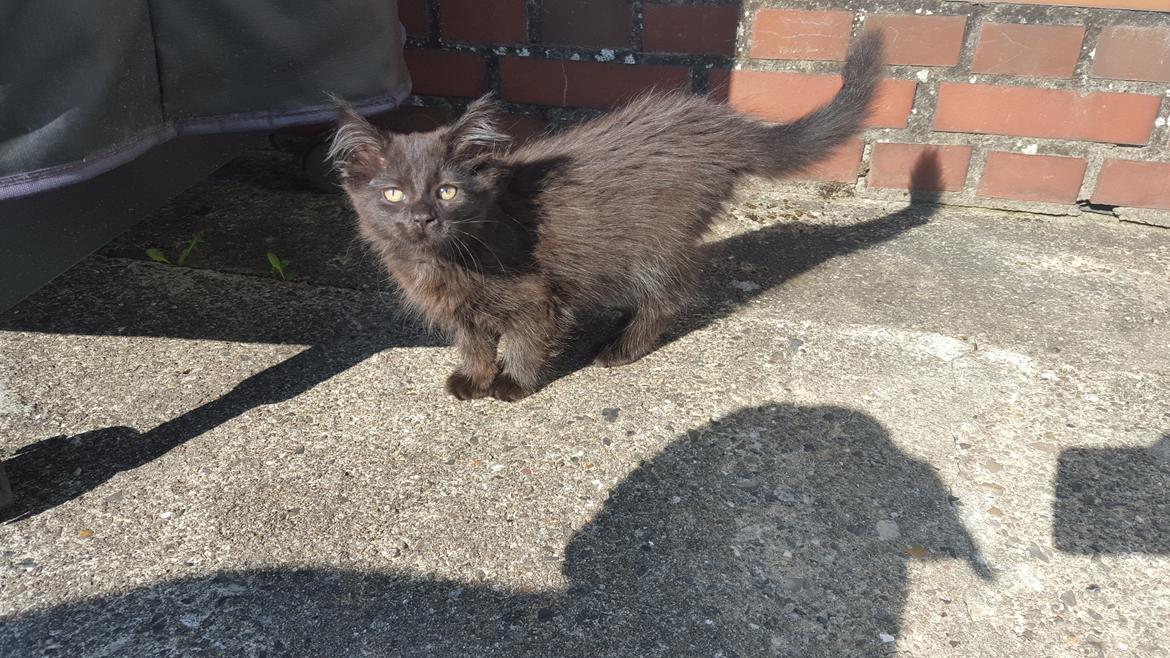 Blanding af racer Maggie  billede 5