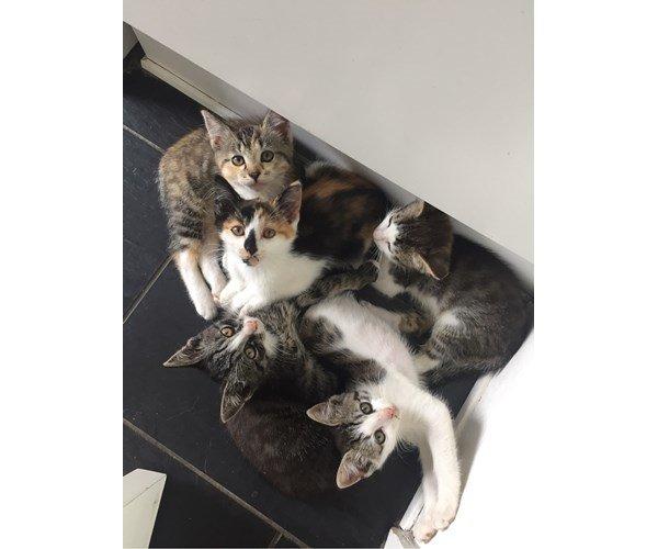 Blanding af racer Sweet billede 2