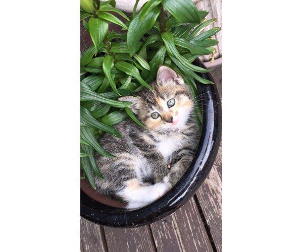 Blanding af racer Sweet billede 1