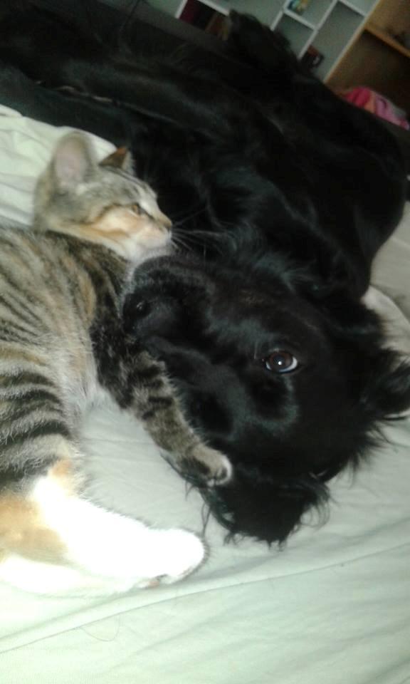 Blanding af racer Sweet billede 3