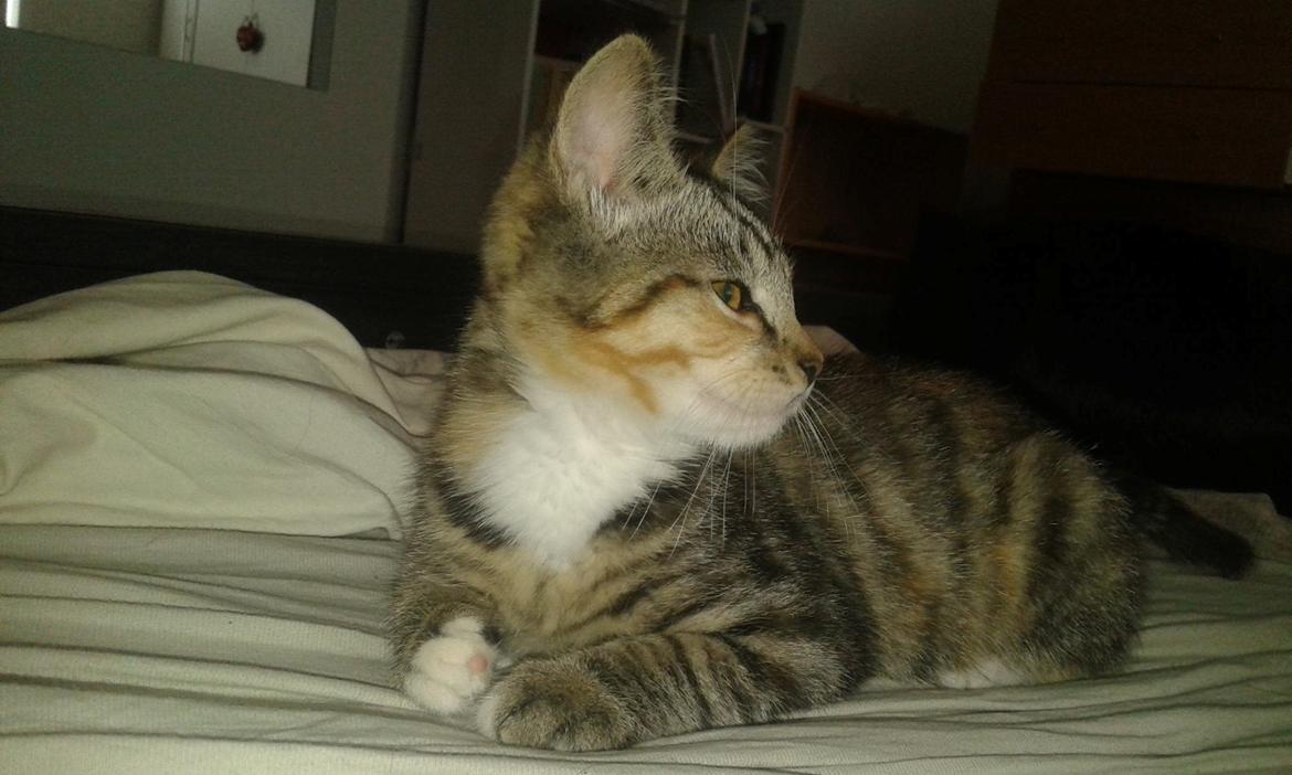 Blanding af racer Sweet billede 4