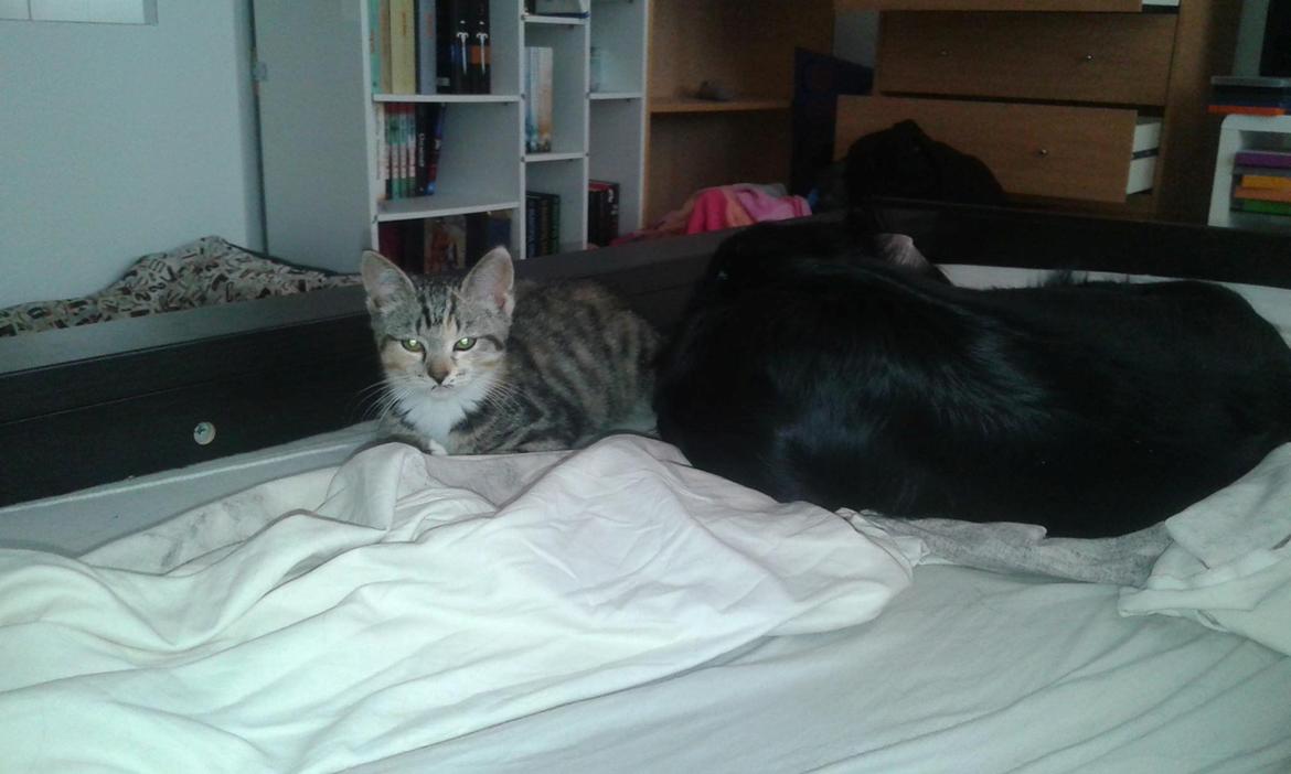 Blanding af racer Sweet billede 6