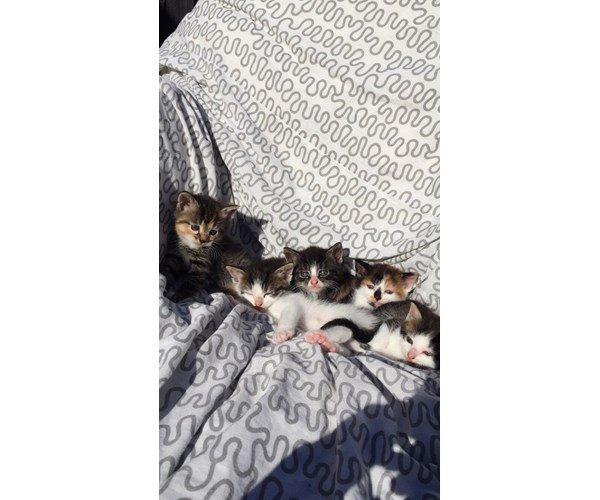 Blanding af racer Sweet billede 7