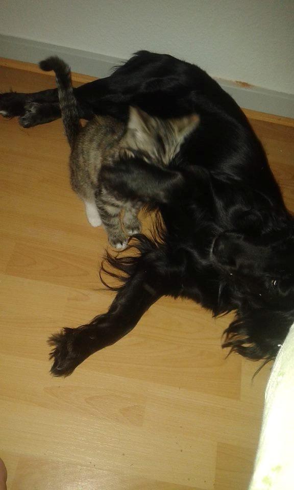 Blanding af racer Sweet billede 5