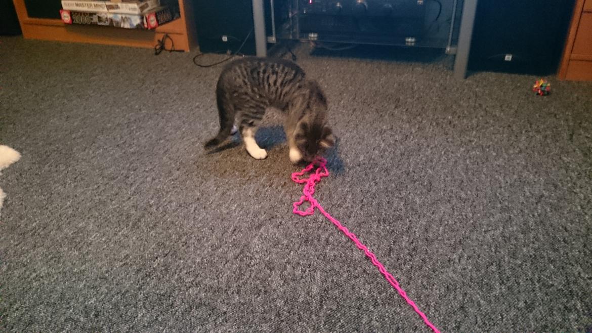 Huskat Oggy billede 3