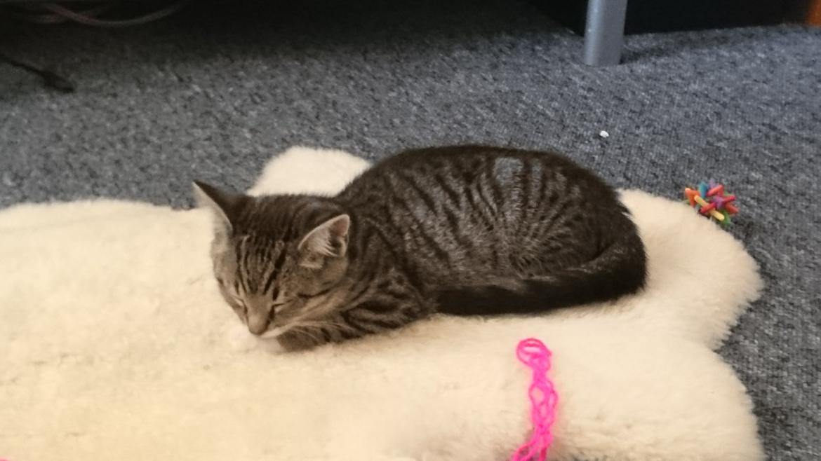 Huskat Oggy - Zzzzz billede 1