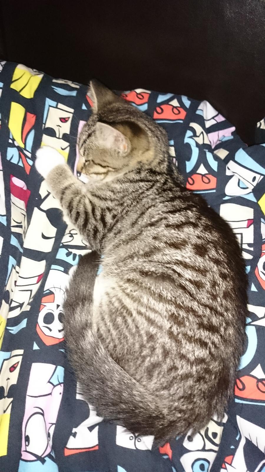 Huskat Oggy - Zzzzz billede 2