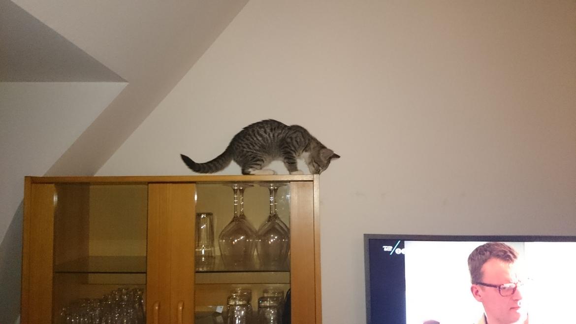 Huskat Oggy - Oggy på klatretur. billede 5