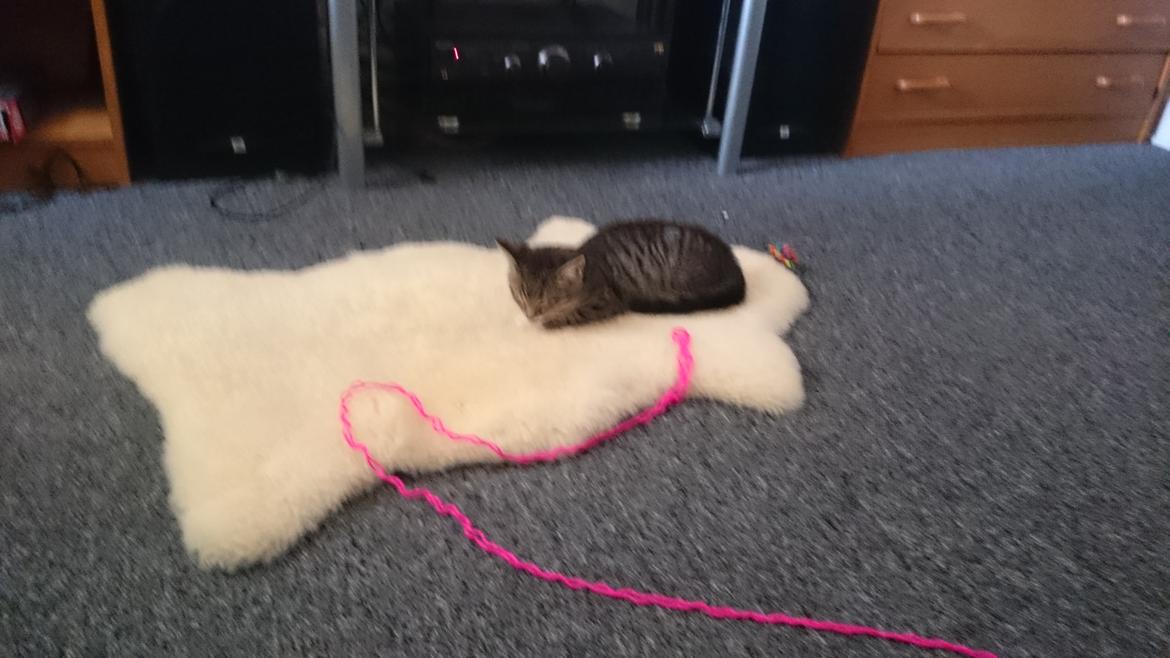 Huskat Oggy billede 4