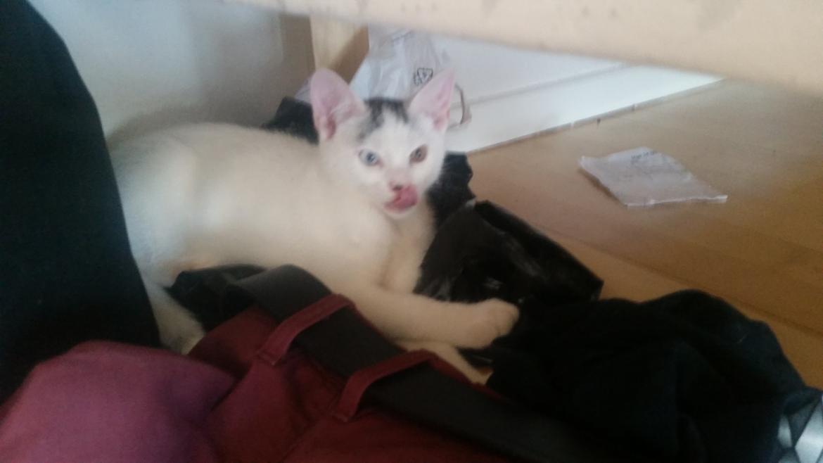 Blanding af racer Butter billede 2