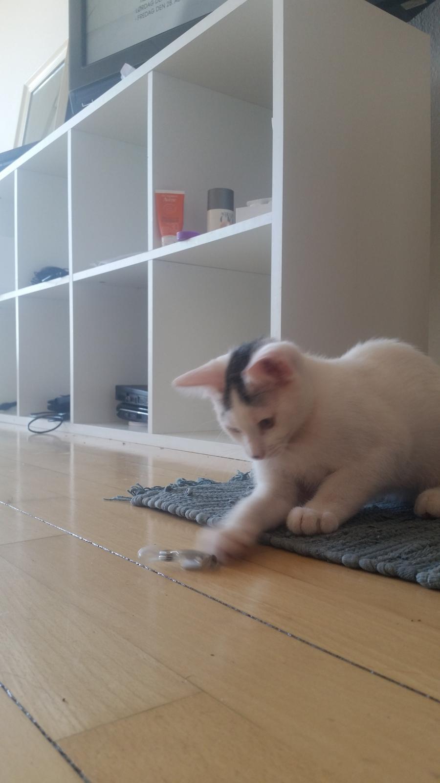 Blanding af racer Butter billede 4