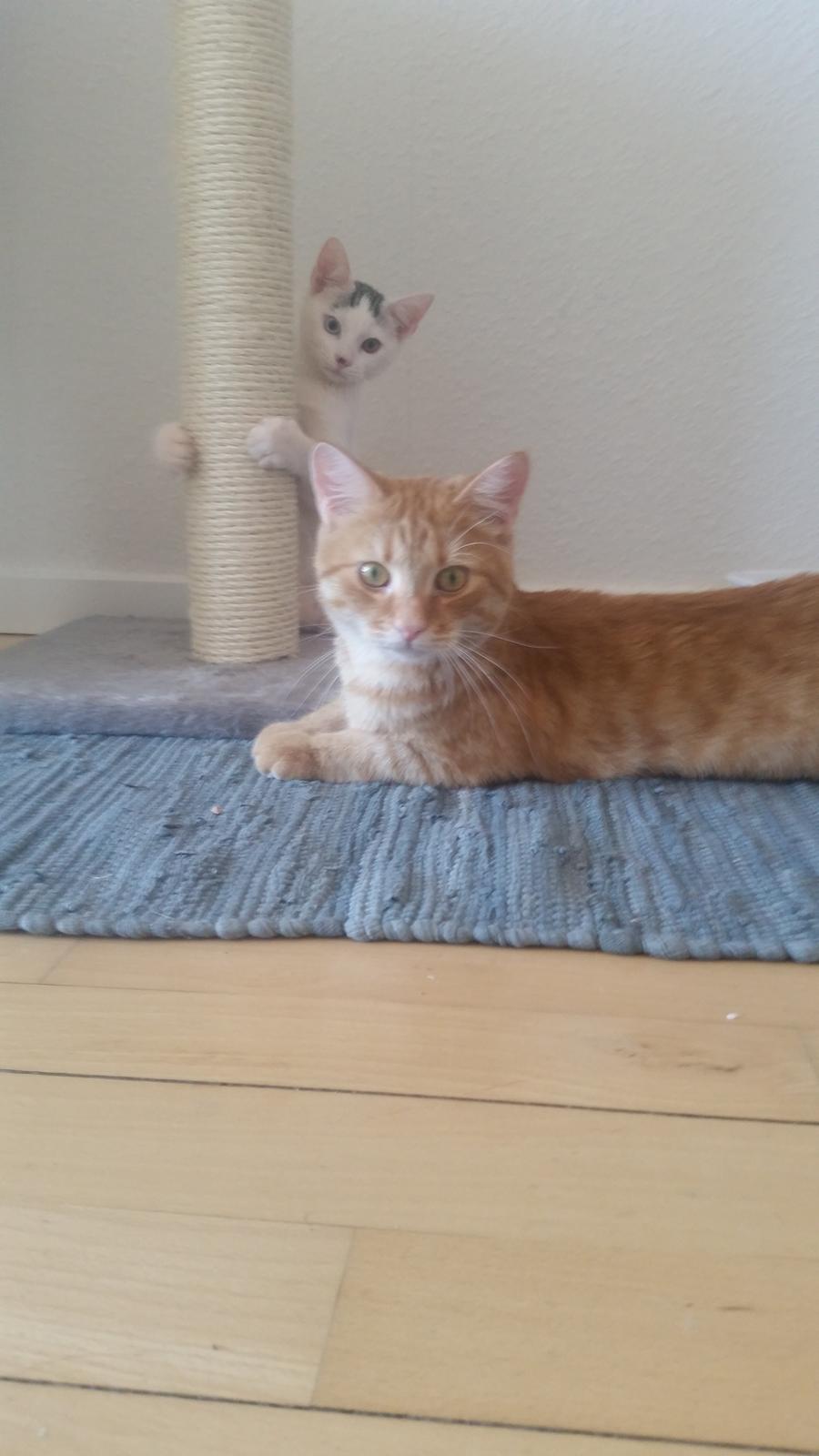 Blanding af racer Chicken billede 1