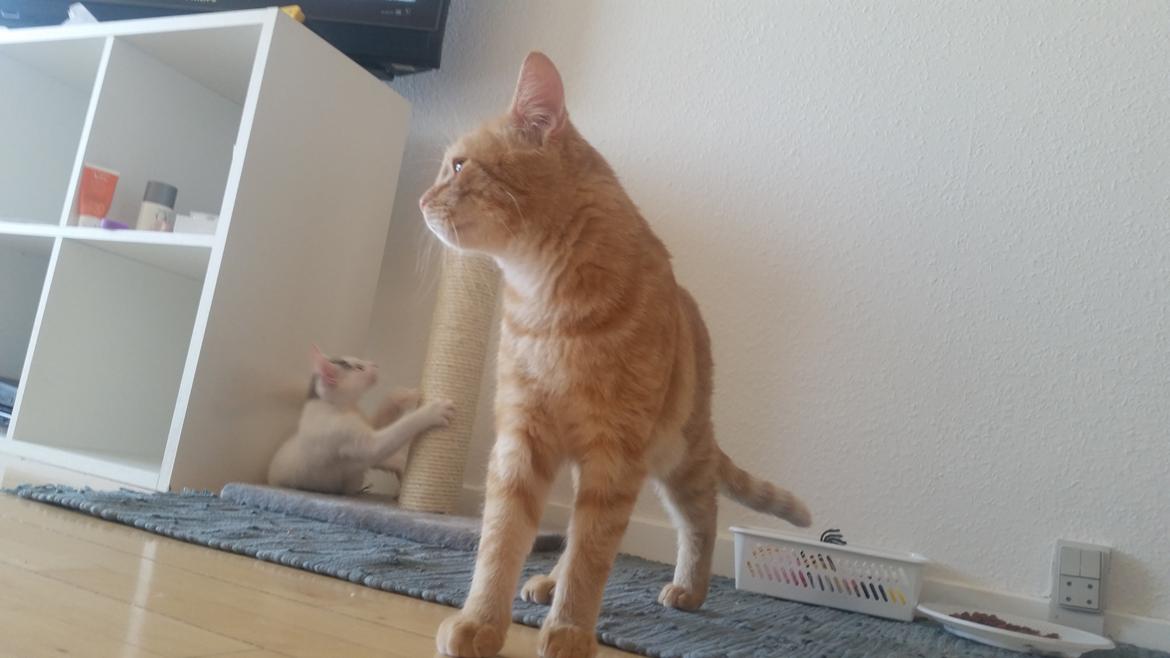 Blanding af racer Chicken billede 2