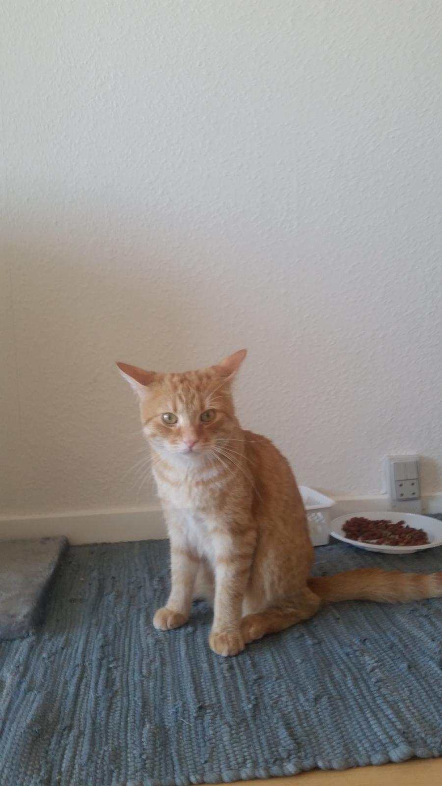 Blanding af racer Chicken billede 3