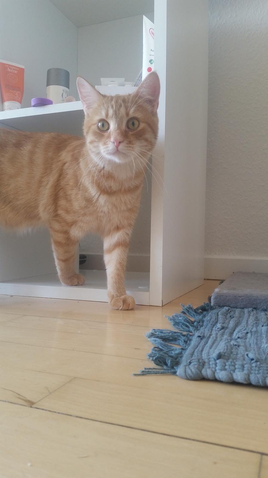 Blanding af racer Chicken billede 4