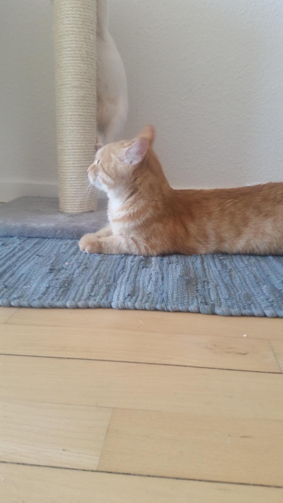 Blanding af racer Chicken billede 5