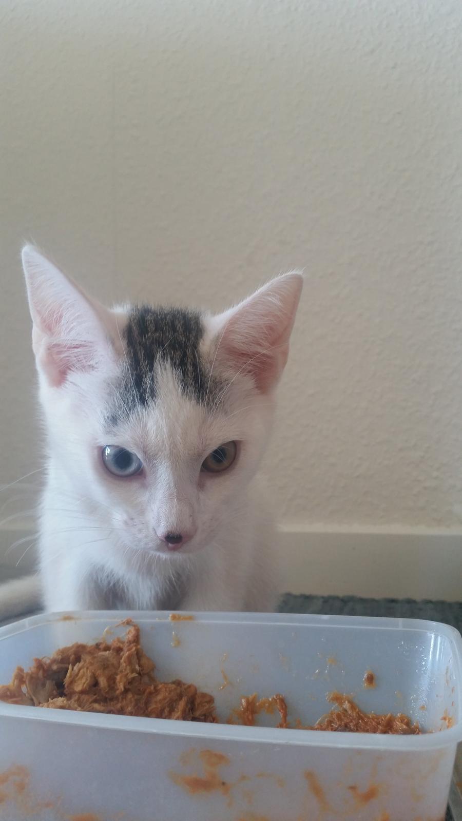 Blanding af racer Butter billede 6