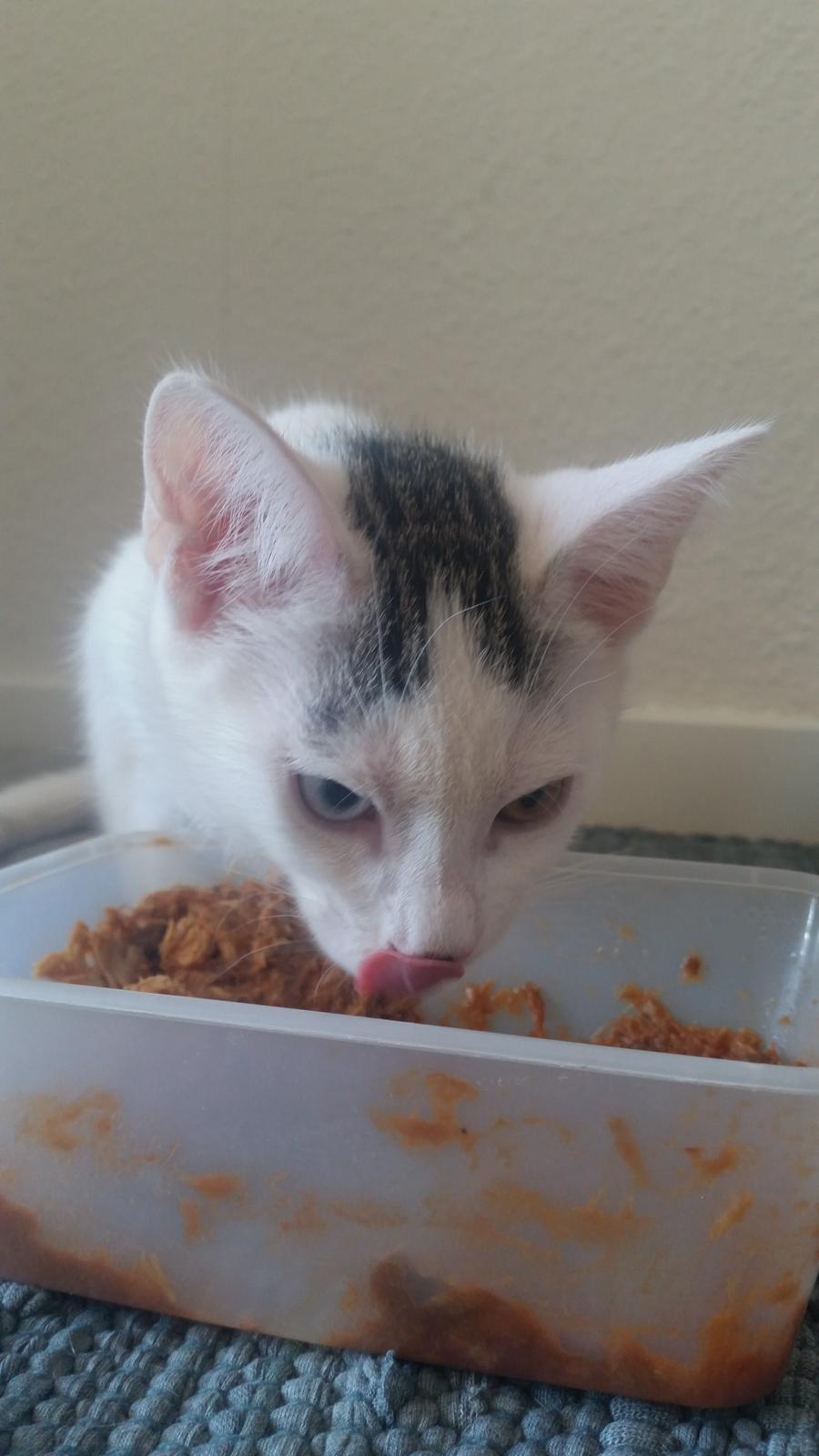 Blanding af racer Butter billede 7