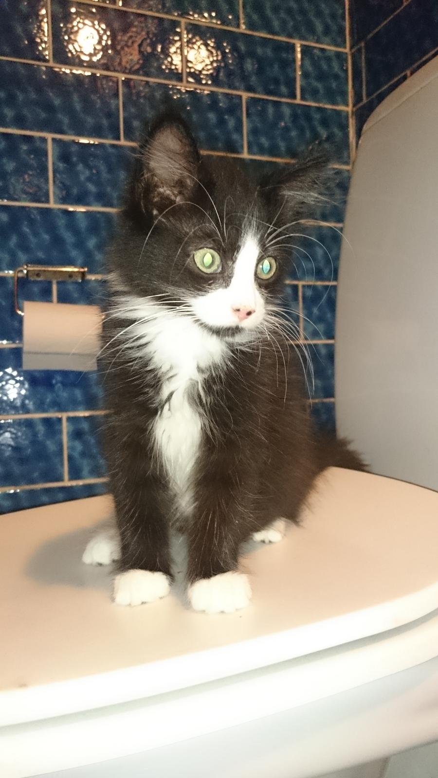 Huskat Mia EFTERLYSNING  billede 1