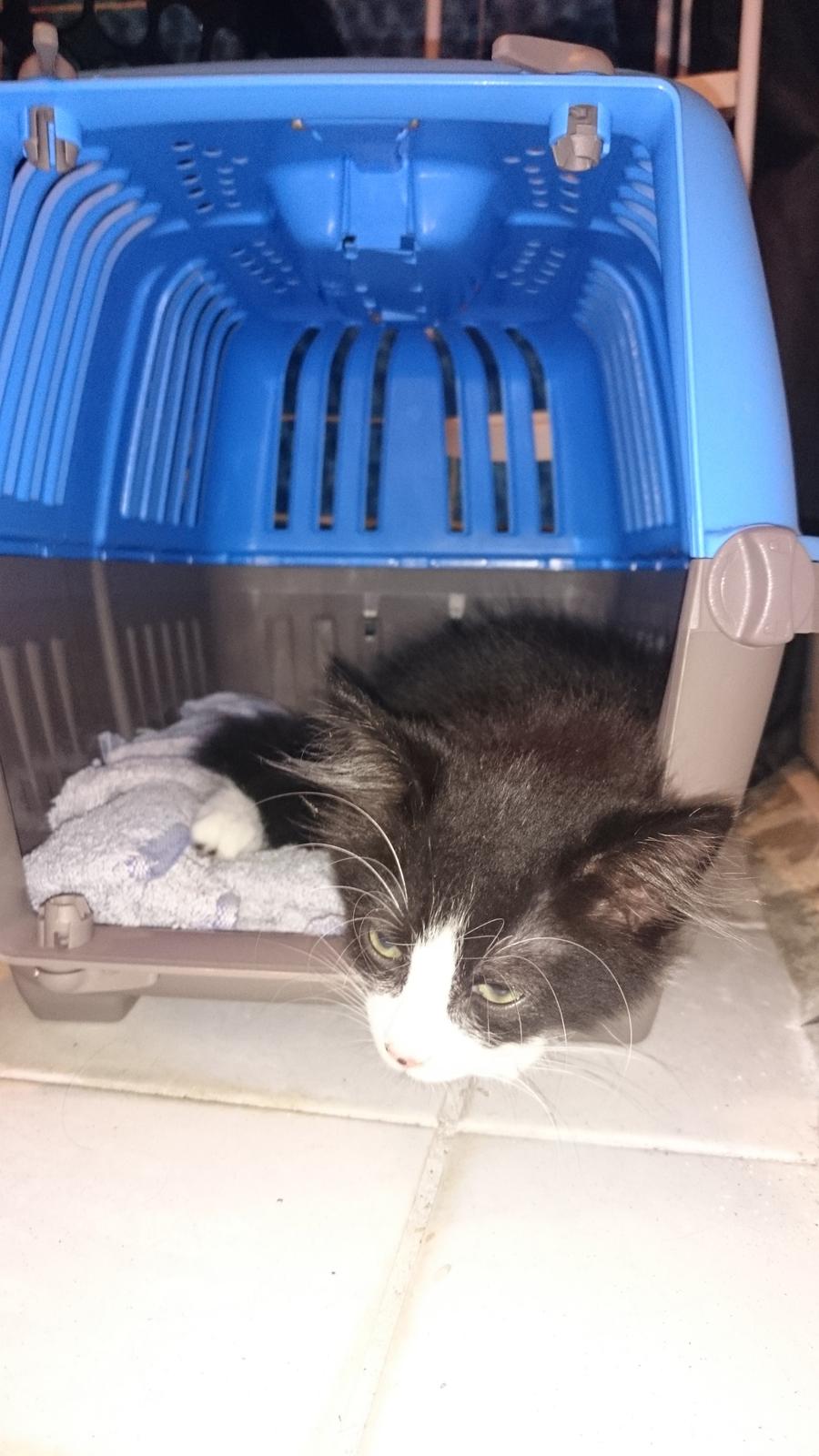 Huskat Mia EFTERLYSNING  billede 3