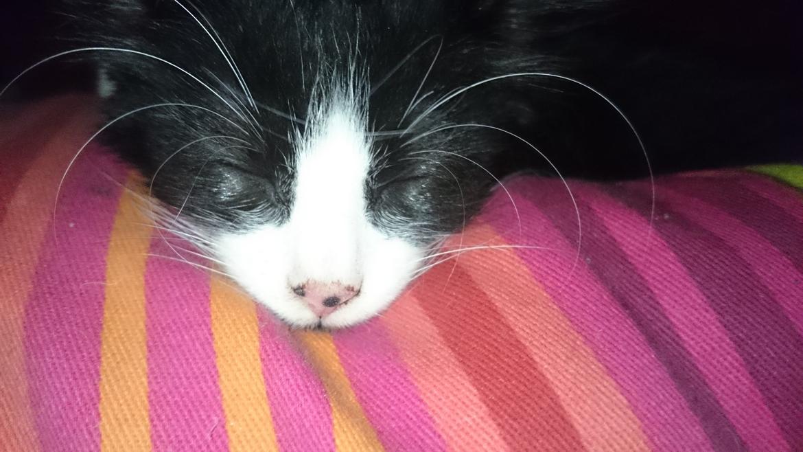 Huskat Mia EFTERLYSNING  billede 4