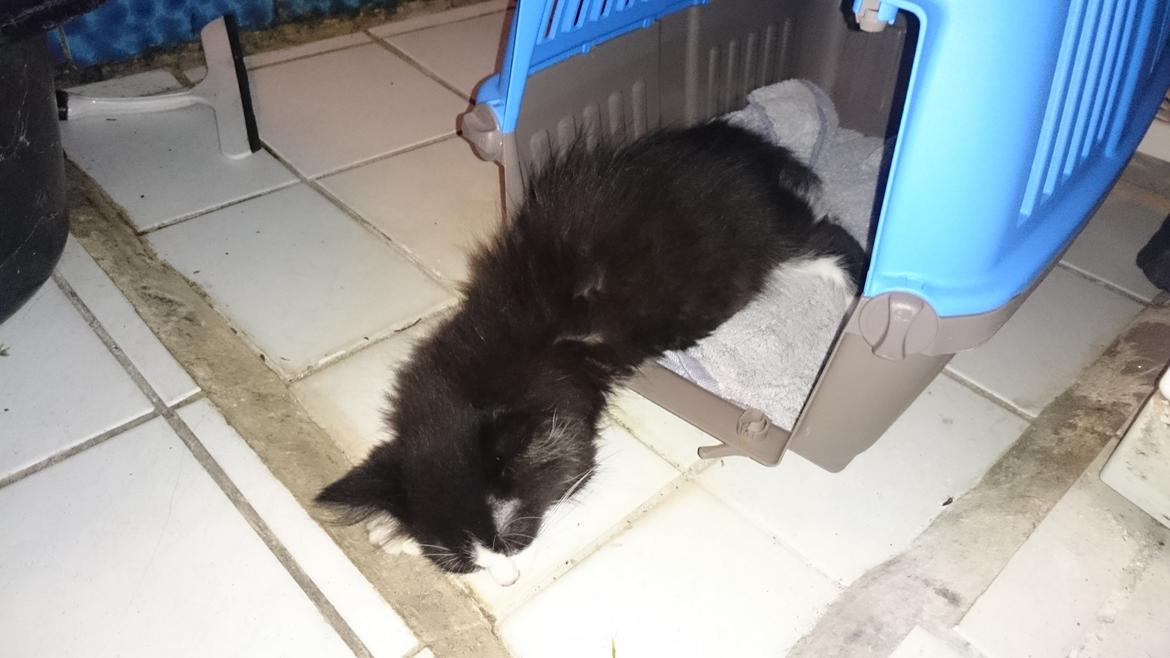 Huskat Mia EFTERLYSNING  billede 5