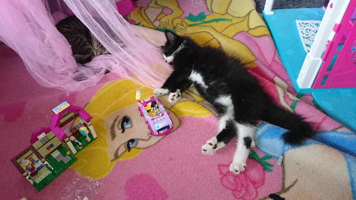 Huskat Mia EFTERLYSNING  billede 6