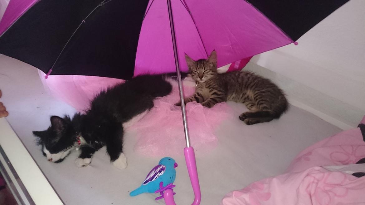 Huskat Mia EFTERLYSNING  billede 7