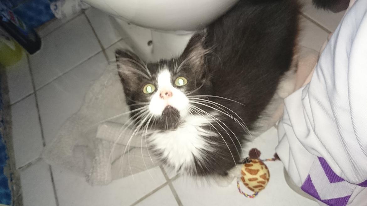 Huskat Mia EFTERLYSNING  billede 2