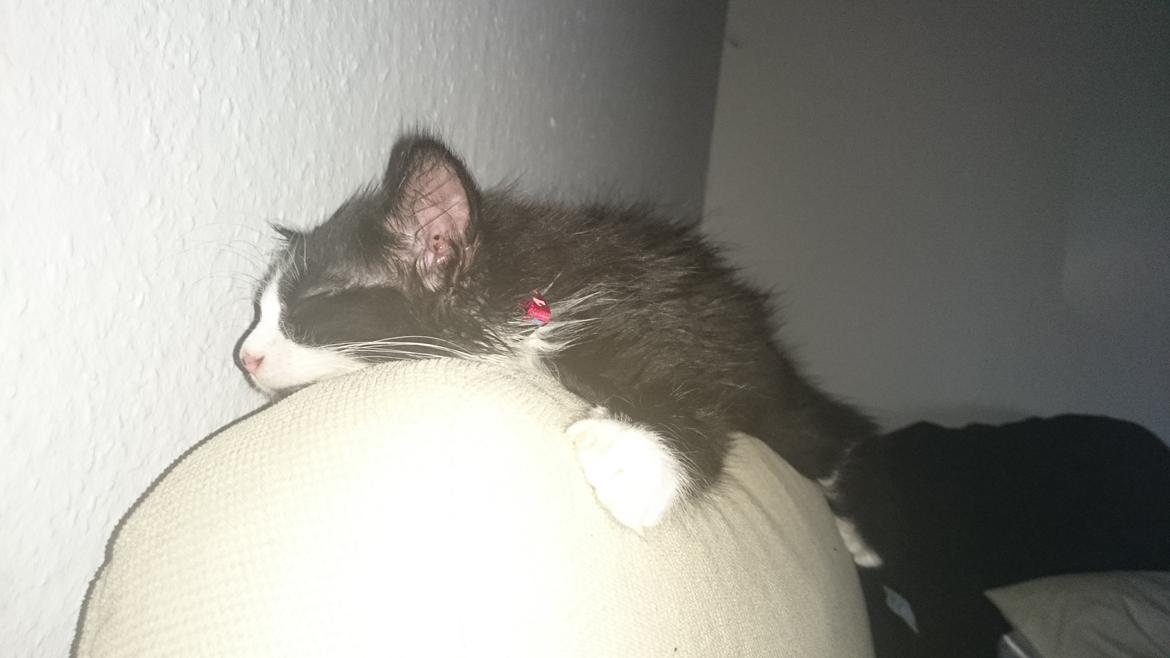 Huskat Mia EFTERLYSNING  billede 8