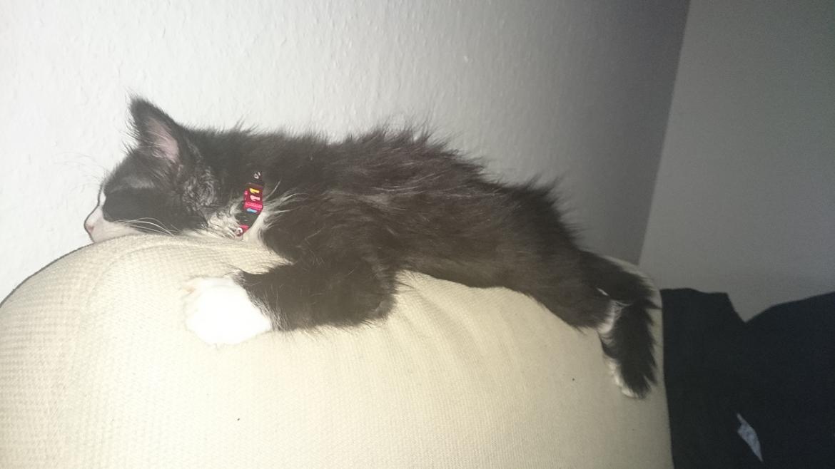 Huskat Mia EFTERLYSNING  billede 10