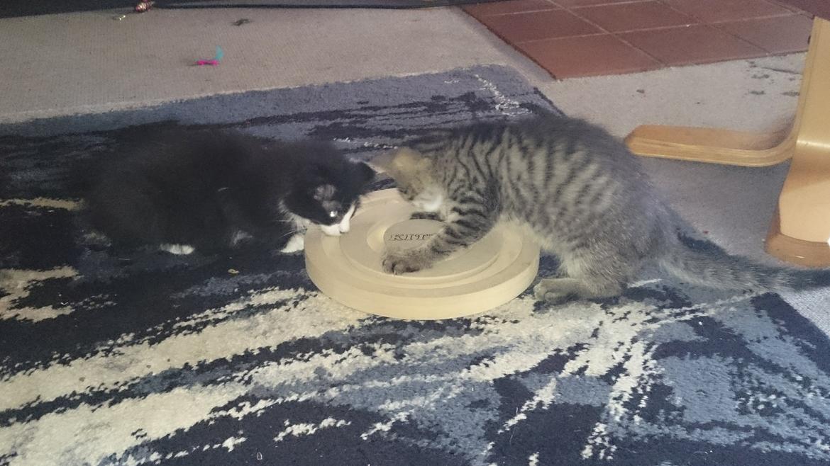 Huskat Mia EFTERLYSNING  billede 9