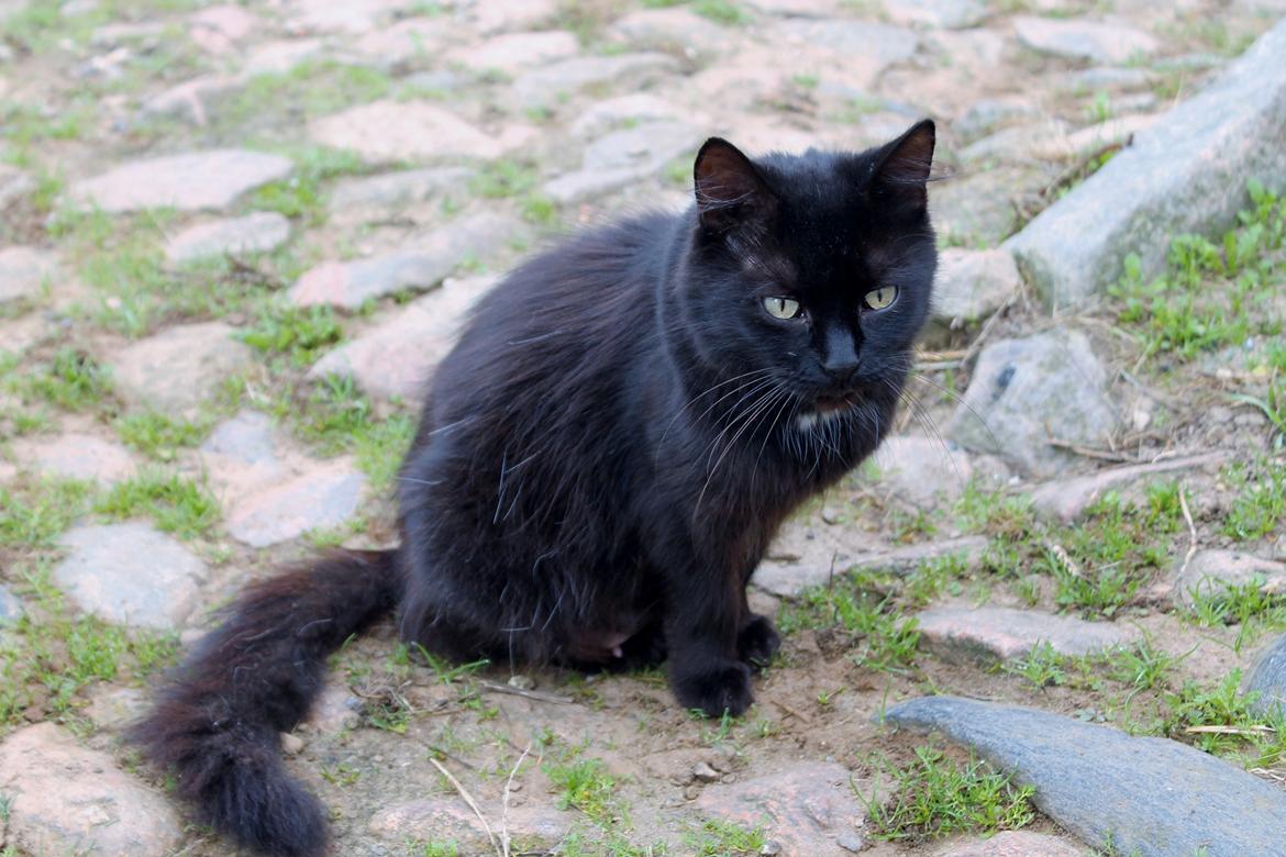 Norsk Skovkat musen missen billede 1