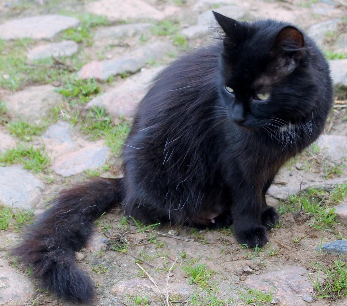 Norsk Skovkat musen missen billede 2