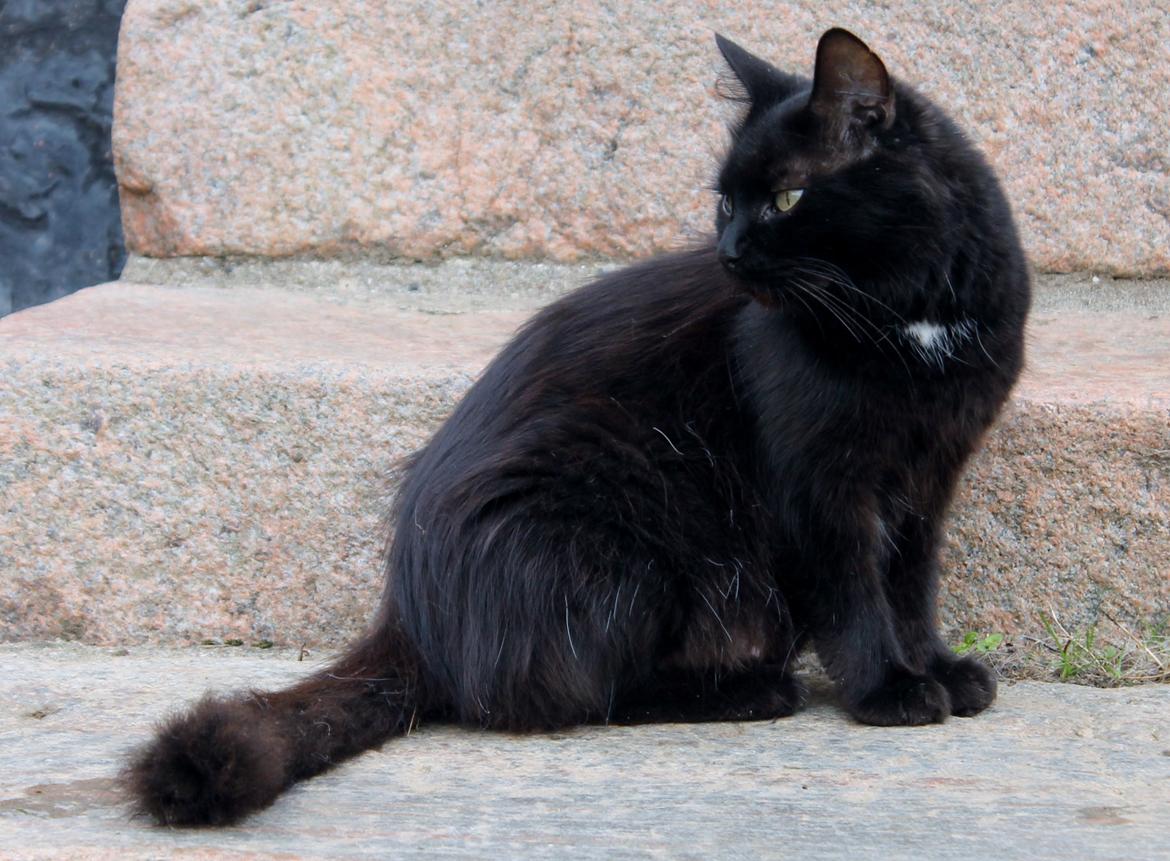 Norsk Skovkat musen missen billede 3