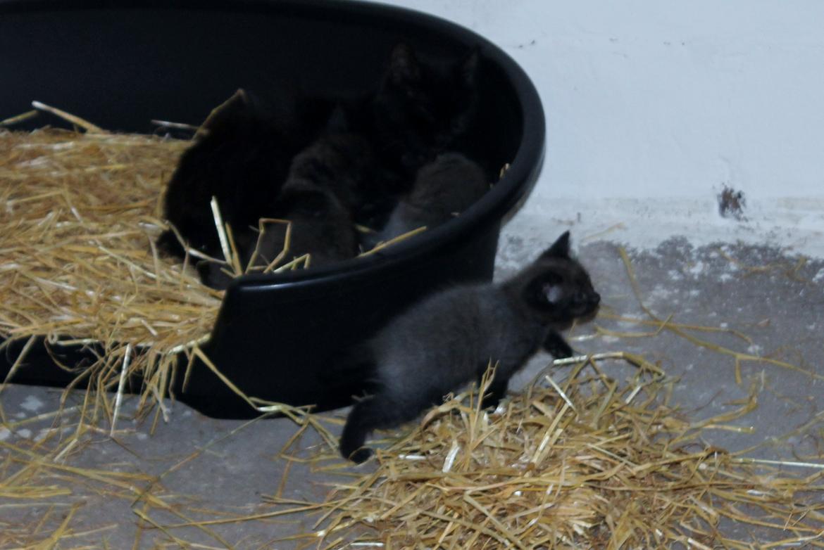 Norsk Skovkat musen missen billede 4