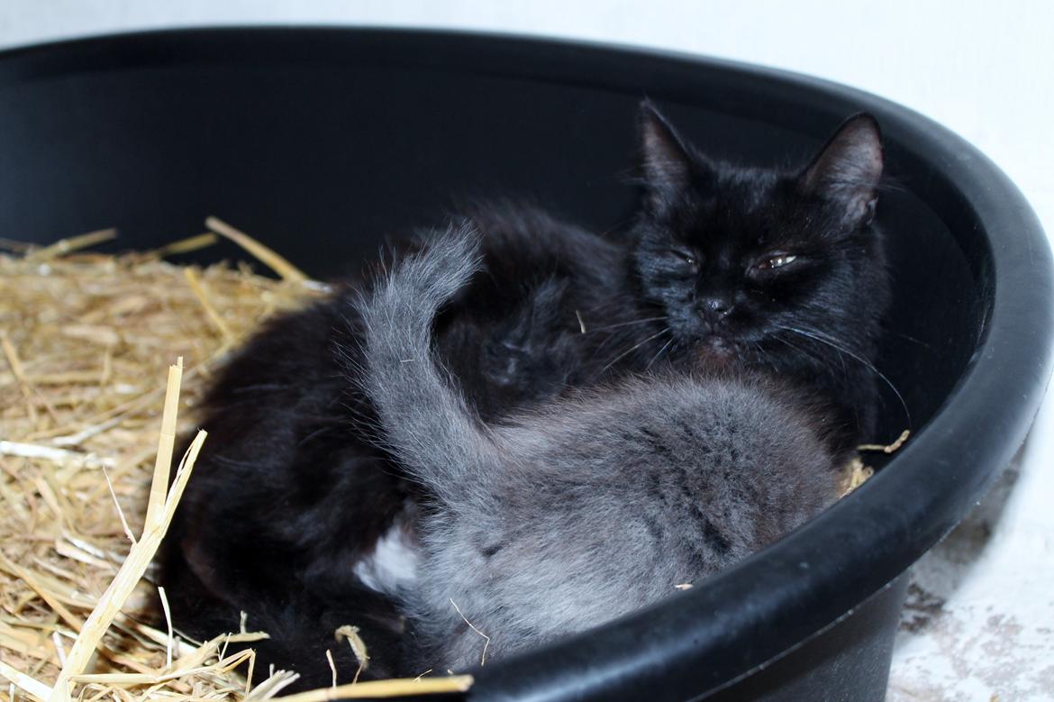 Norsk Skovkat musen missen billede 5