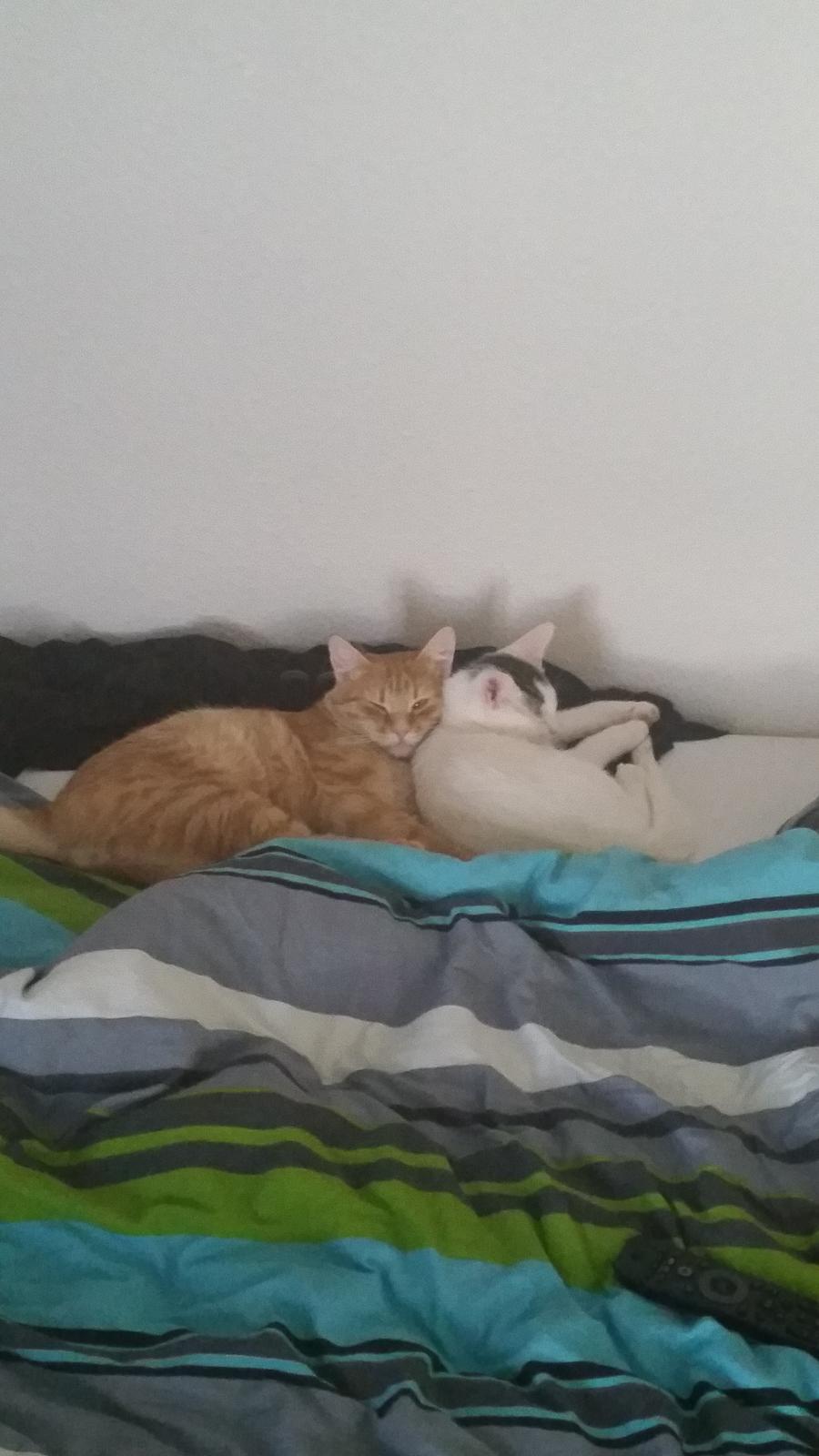 Blanding af racer Butter billede 8