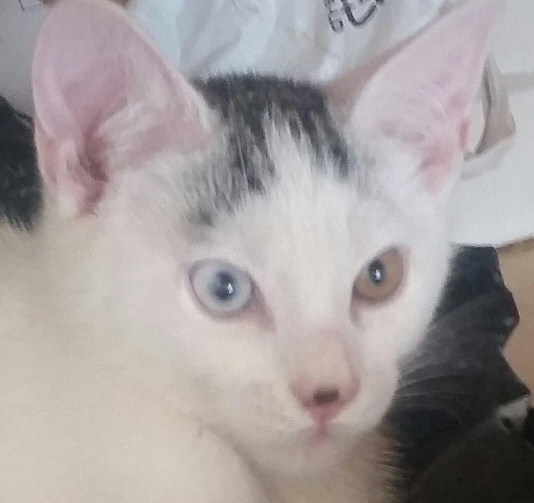 Blanding af racer Butter billede 9