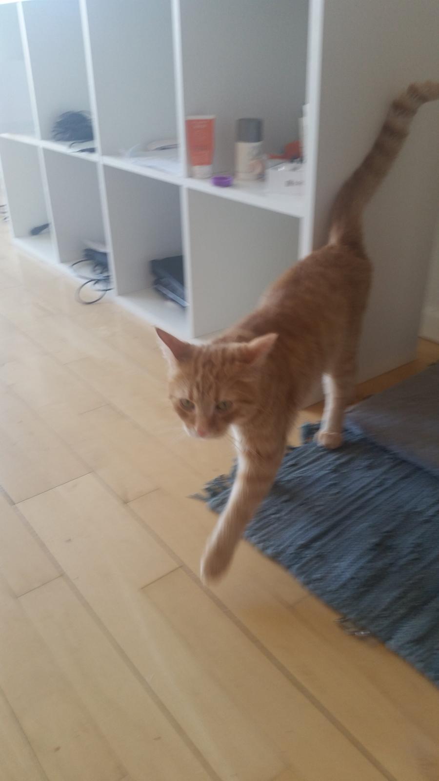 Blanding af racer Chicken billede 7