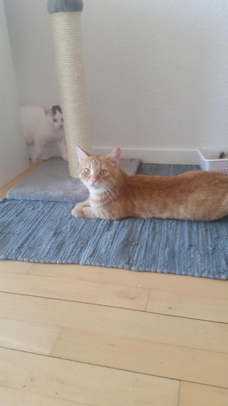 Blanding af racer Chicken billede 8